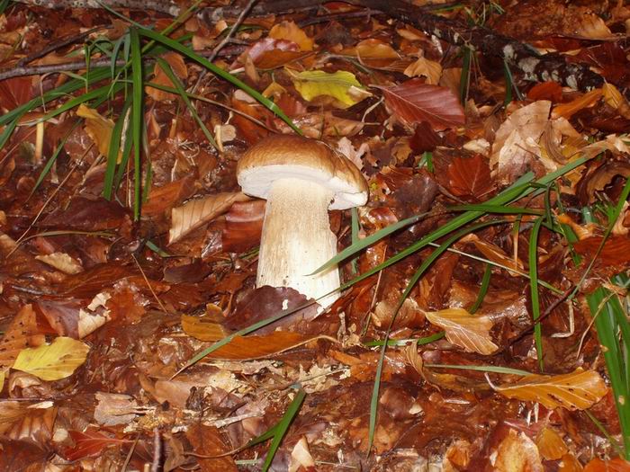 Boletus edulis